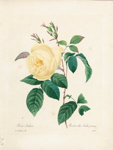 Keltainen Rosa Indica, kaiverrettu Bessinin teoksesta "Kauneimpien kukkien ja kauneimpien hedelmien valinta", osa. I, 1827-33